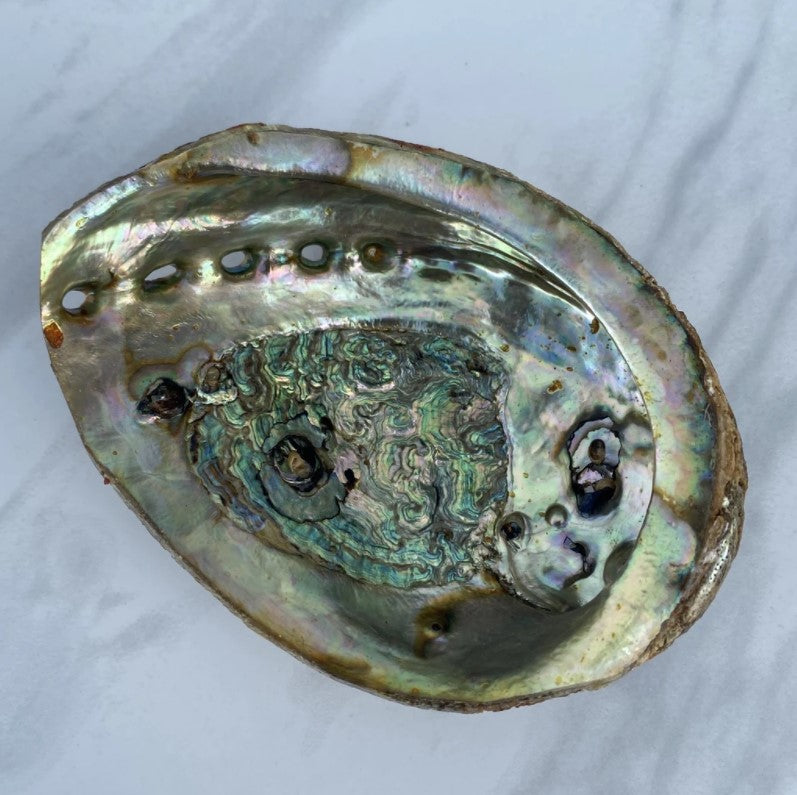 Abalone Shell