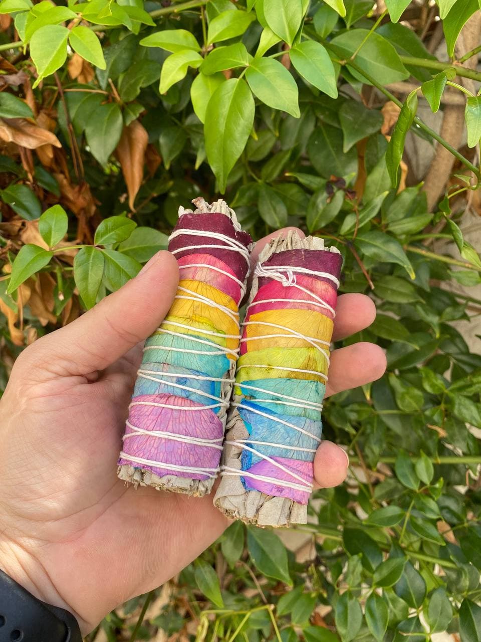 2 pcs 7 Chakra White Sage Wand Stick from California mini size 4 in