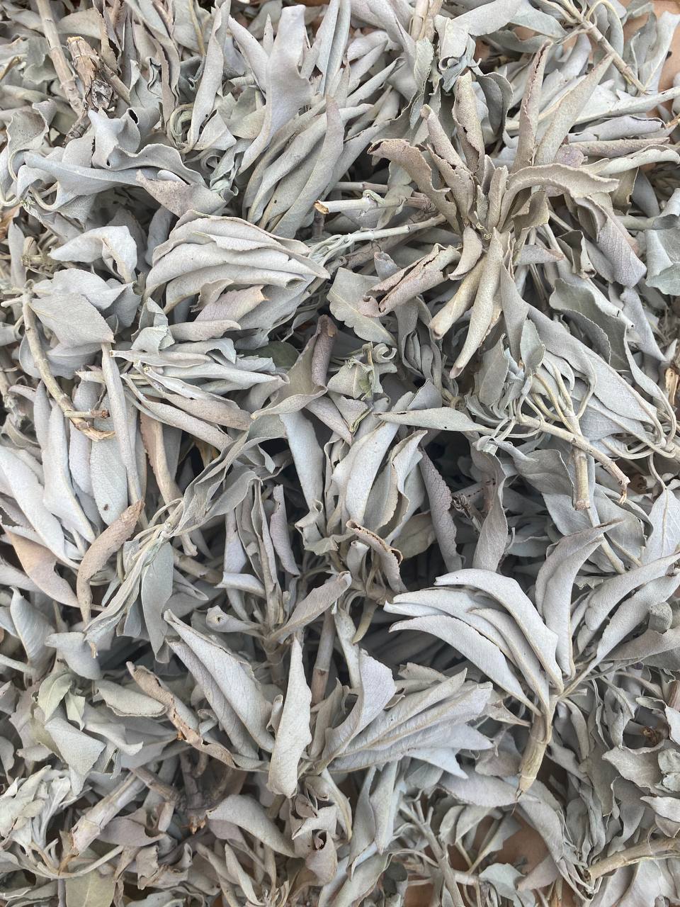 1 LB ORGANIC White Sage Smudge Leaves & Clusters Salvia Apiana Medicinal Rare