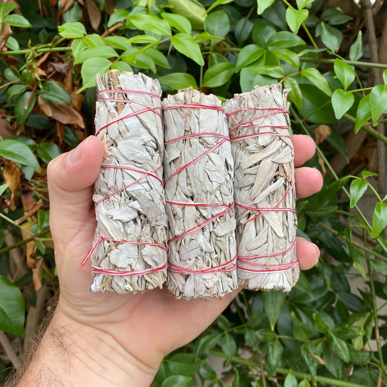 25X White Sage Smudge Sticks