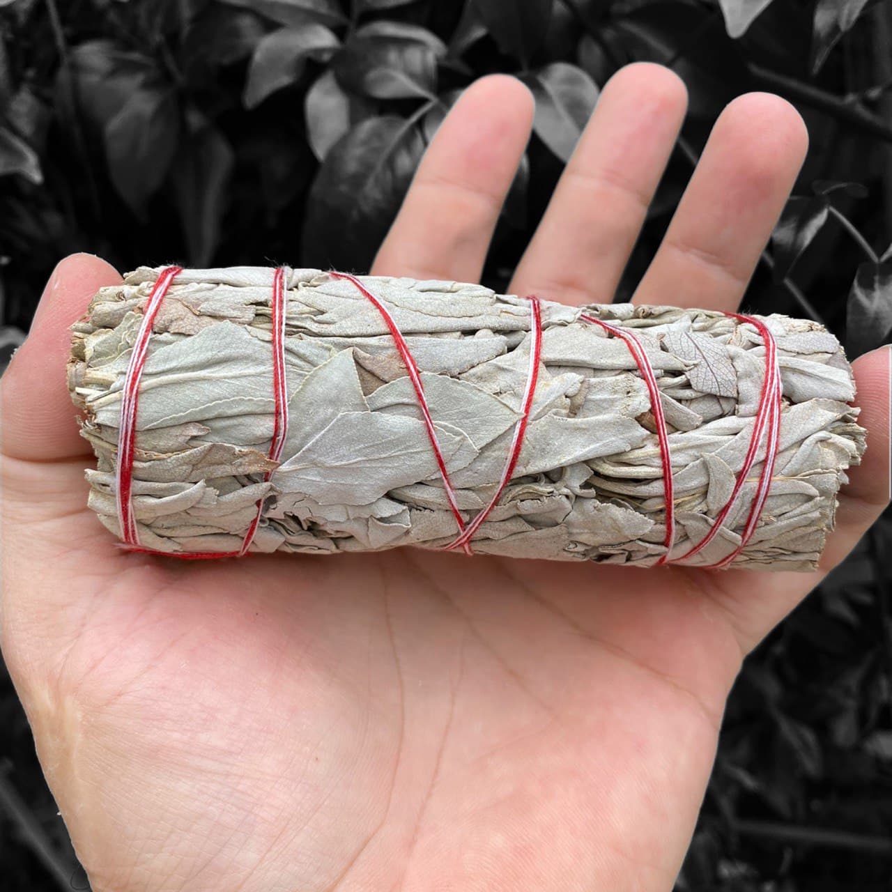 25X White Sage Smudge Sticks