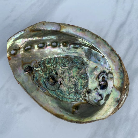 Abalone Shell